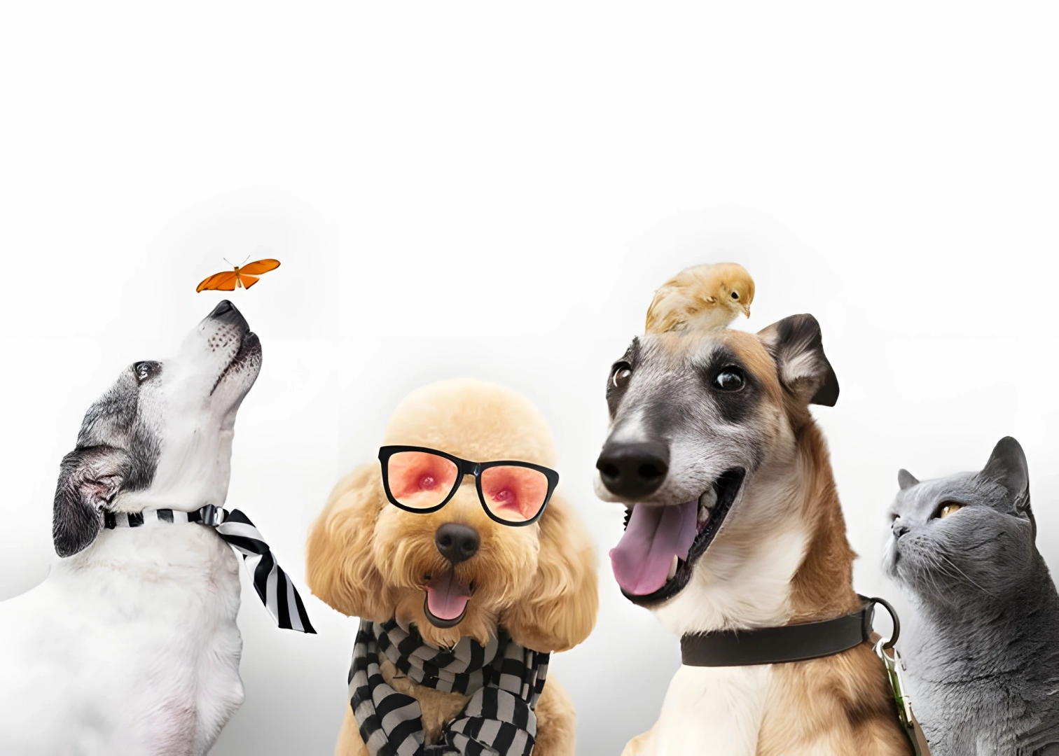 Des animaux prenant la pose - Domicil'à vie